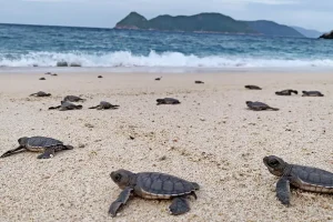 Sea Turtle Release Tours new experiences in vietnam