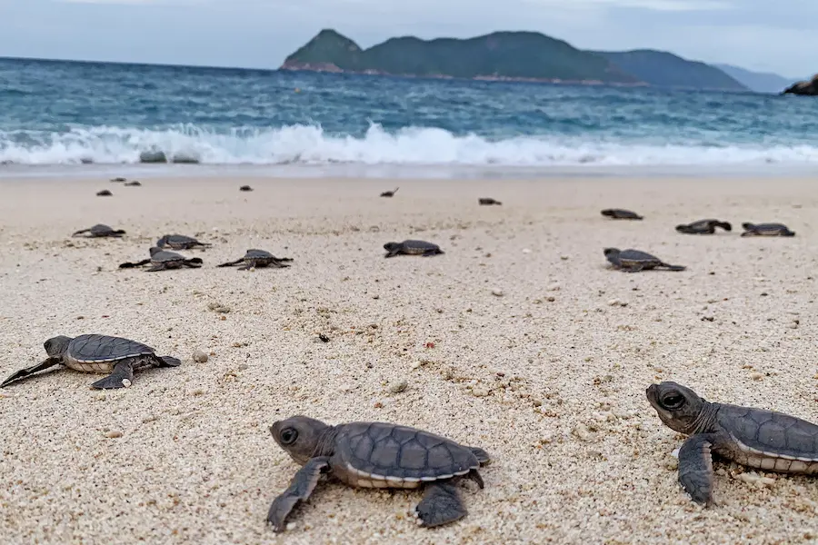 Sea Turtle Release Tours new experiences in vietnam